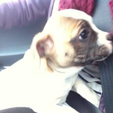 Blanding af racer Ollie