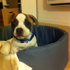 Blanding af racer Ollie