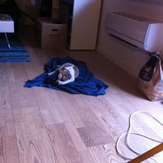 Blanding af racer Ollie