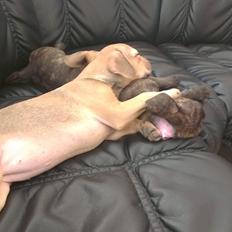 Blanding af racer frengle (fransk bulldog/beagle)