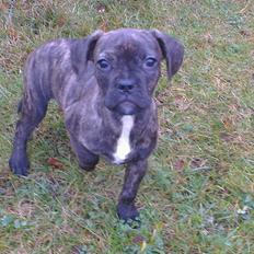 Blanding af racer frengle (fransk bulldog/beagle)