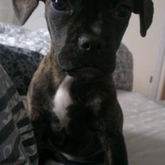 Blanding af racer frengle (fransk bulldog/beagle)