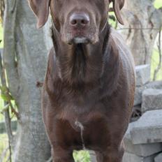 Labrador retriever Mille