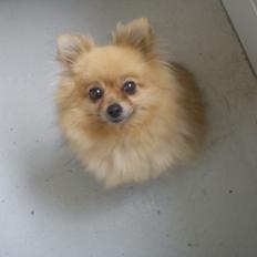 Pomeranian Mussi