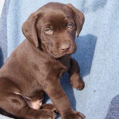 Labrador retriever KENTO