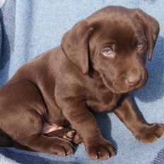 Labrador retriever KENTO