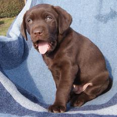 Labrador retriever KENTO