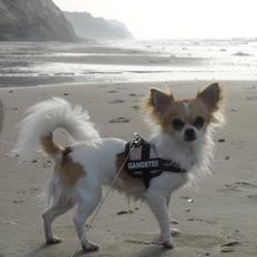 Chihuahua Lerches Emma