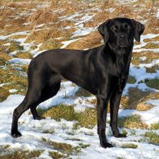 Labrador retriever Laika