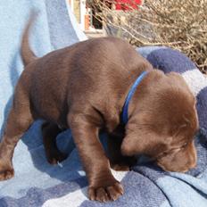 Labrador retriever ANTON