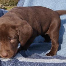 Labrador retriever ANTON