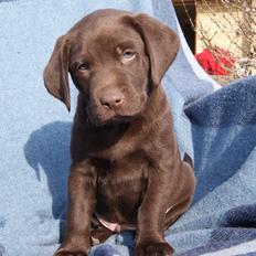 Labrador retriever ANTON