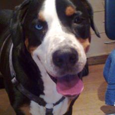 Grosser schweizer sennenhund Geske