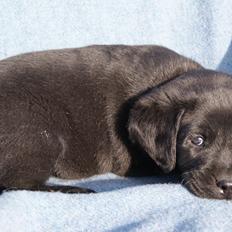 Labrador retriever BRUTUS