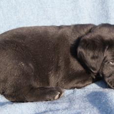 Labrador retriever BRUTUS