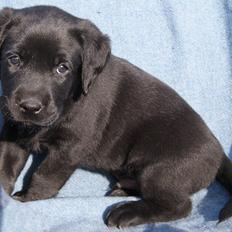 Labrador retriever BRUTUS