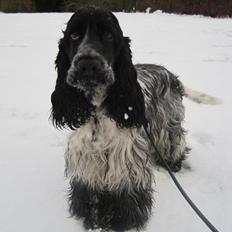 Cocker spaniel Castello