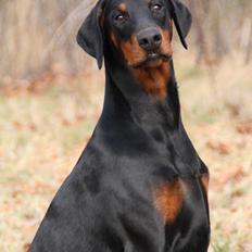 Dobermann Proud Danish For Your Love Only