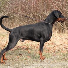 Dobermann Qui Terret Absinthe