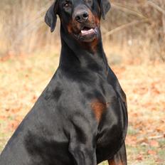 Dobermann Qui Terret Absinthe