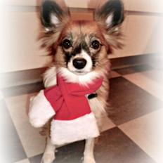 Papillon Toffy