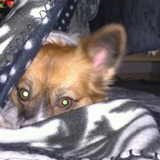 Papillon Toffy