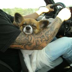 Papillon Toffy