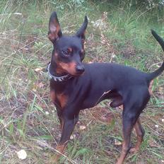 Dvaergpinscher Diablo