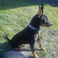 Dvaergpinscher Diablo