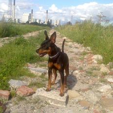 Dvaergpinscher Diablo