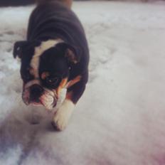 Engelsk bulldog Karla