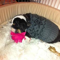 Engelsk bulldog Karla