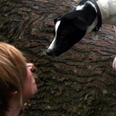 Dansk svensk gaardhund Dagmar