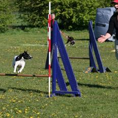 Dansk svensk gaardhund Dagmar