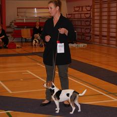 Dansk svensk gaardhund Nanna