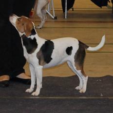 Dansk svensk gaardhund Nanna