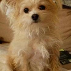 Blanding af racer sussi