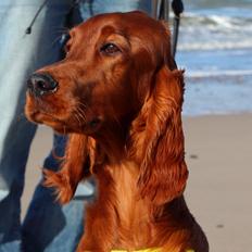 Irsk setter Cody R.F.S (run free sweetheart) 