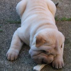 Shar pei Budda ??? R.I.P ???