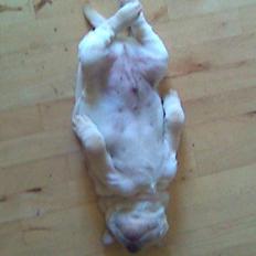 Shar pei Budda ??? R.I.P ???