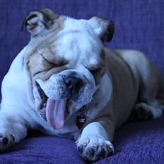 Engelsk bulldog Molly