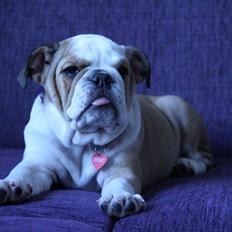 Engelsk bulldog Molly