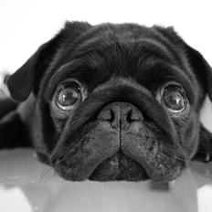 Mops Charlie