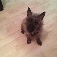 Cairn terrier Cairnehusets Bine "solgt"