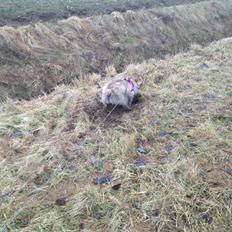 Cairn terrier Cairnehusets Bine "solgt"