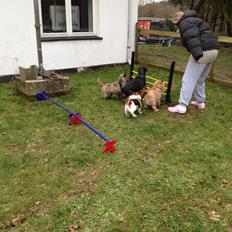 Cairn terrier Cairnehusets Bine "solgt"
