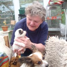 Papillon Jeanne d`Archs Victoria kaldet Vicky