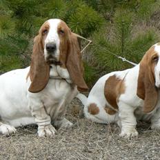 Basset hound Fred