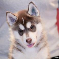 Siberian husky Smooth Ride Legend of the Spirit "Smutti"