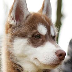 Siberian husky Smooth Ride Legend of the Spirit "Smutti"